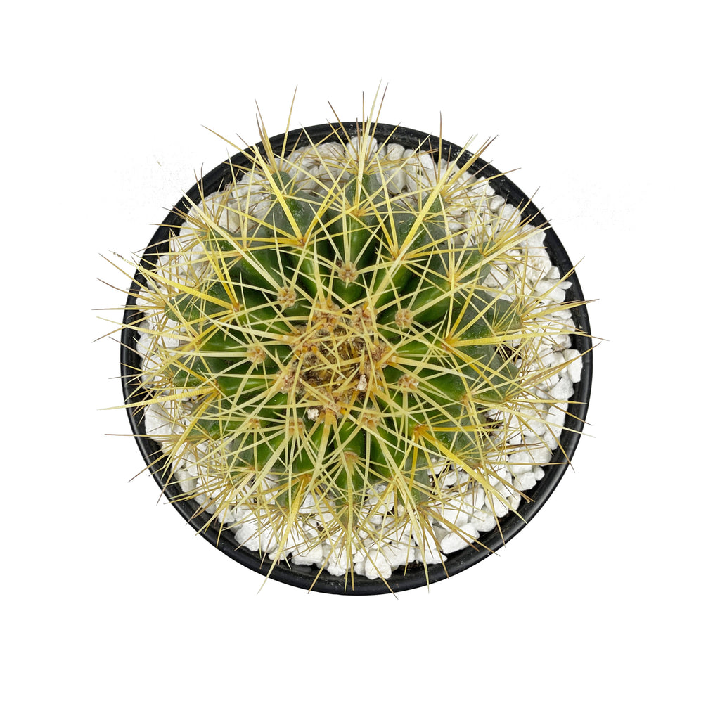 Top down view of the golden barrel cactus, displaying its circular form with visible yellow spines radiating outward from the ribs. The plant has a symmetrical, compact arrangement. Offsets or pups may appear at the base. It thrives in full to part sun exposure, hardy in USDA zones 9-12.