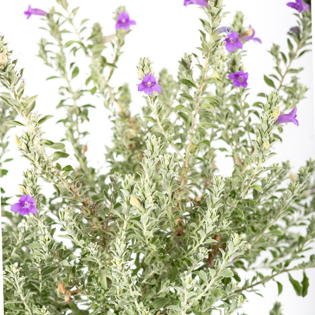 Eremophila hygrophana - Blue Bells/AZ Blue bells – Happy Valley Plants