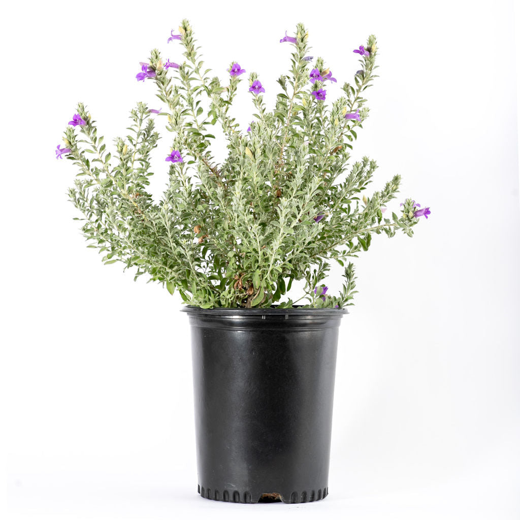 Eremophila hygrophana - Blue Bells/AZ Blue bells – Happy Valley Plants