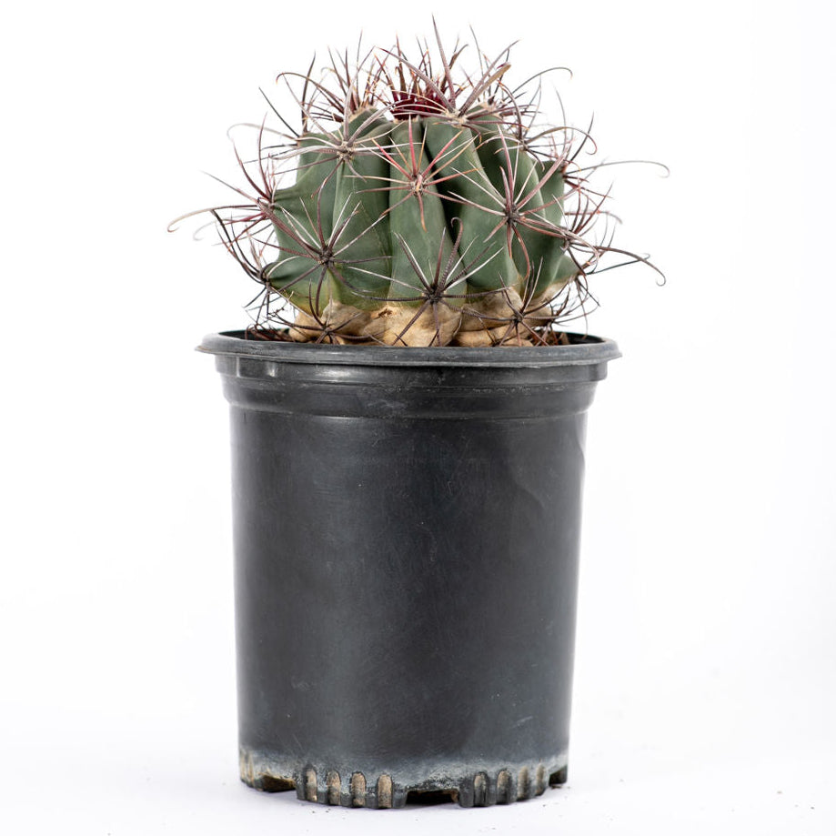 Ferocactus wislizenii