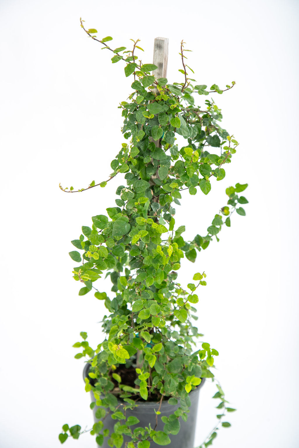 ficus pumila indoor plant Ficus pumila