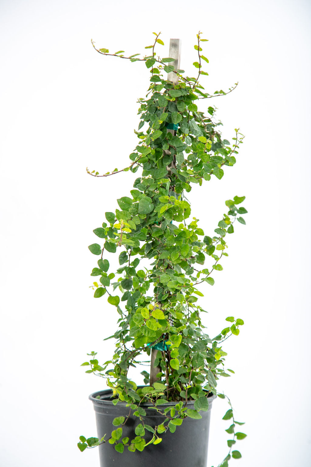 Happy Valley Plants Ficus Pumila Creeping Fig