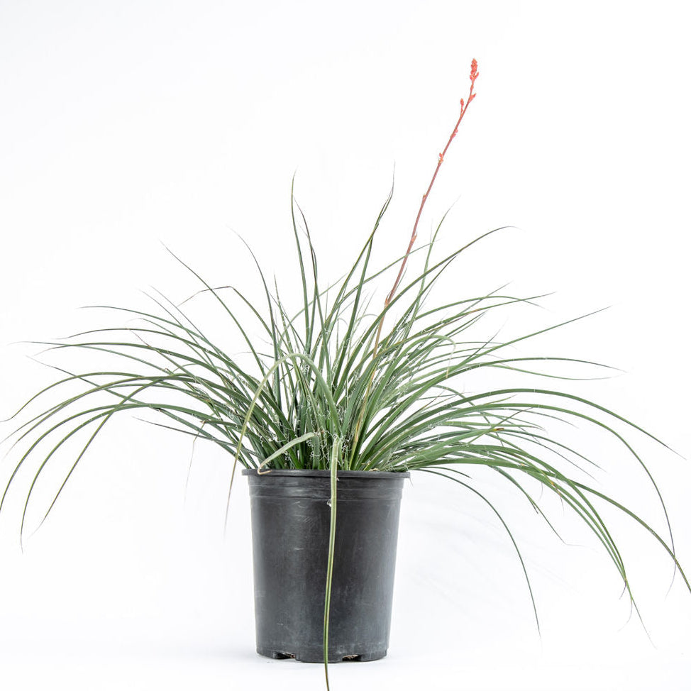 can red yucca grow in a pot Hesperaloe parviflora Red