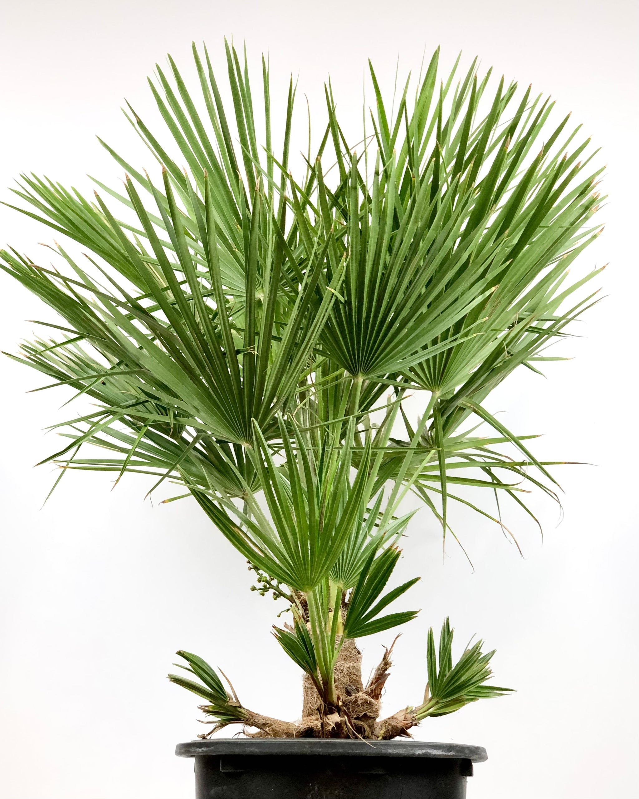 希少・耐寒性】ウチワヤシ（Chamaerops humilis） 希少・耐寒性