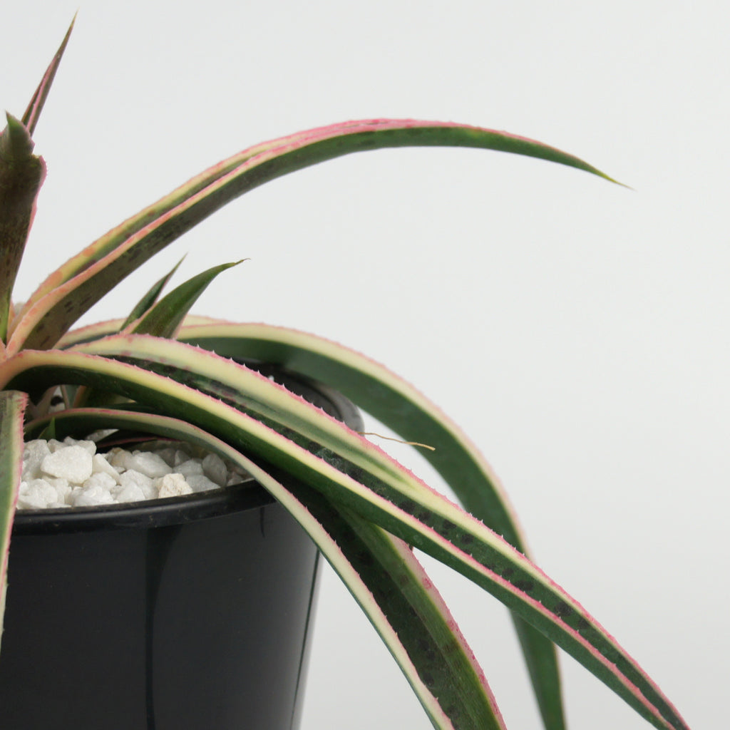 Close-up of Mangave 'Snow Leopard,' focusing on the detailed texture of its leaves. The green base color contrasts with the bright yellow margins and subtle red/purple spots, creating a beautiful and intricate pattern.