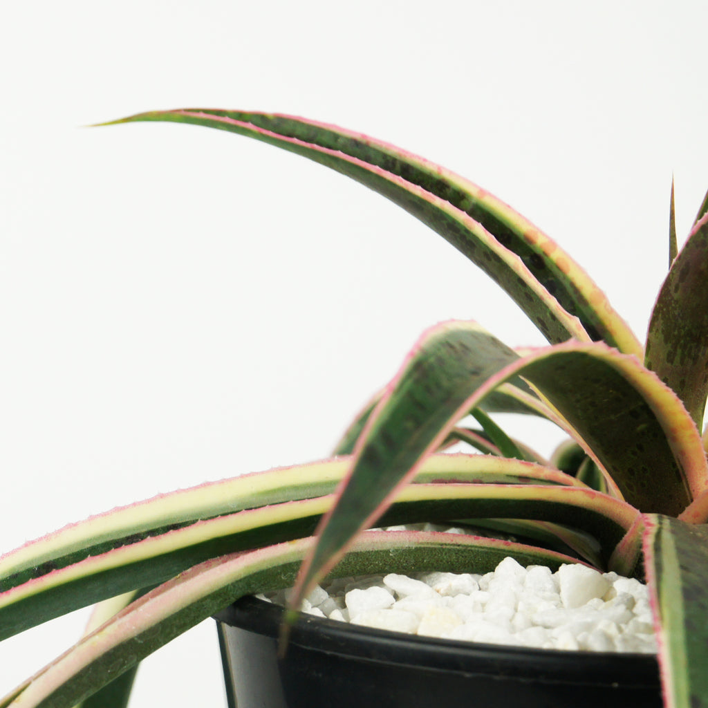 Close-up of Mangave 'Snow Leopard,' focusing on the detailed texture of its leaves. The green base color contrasts with the bright yellow margins and subtle red/purple spots, creating a beautiful and intricate pattern.