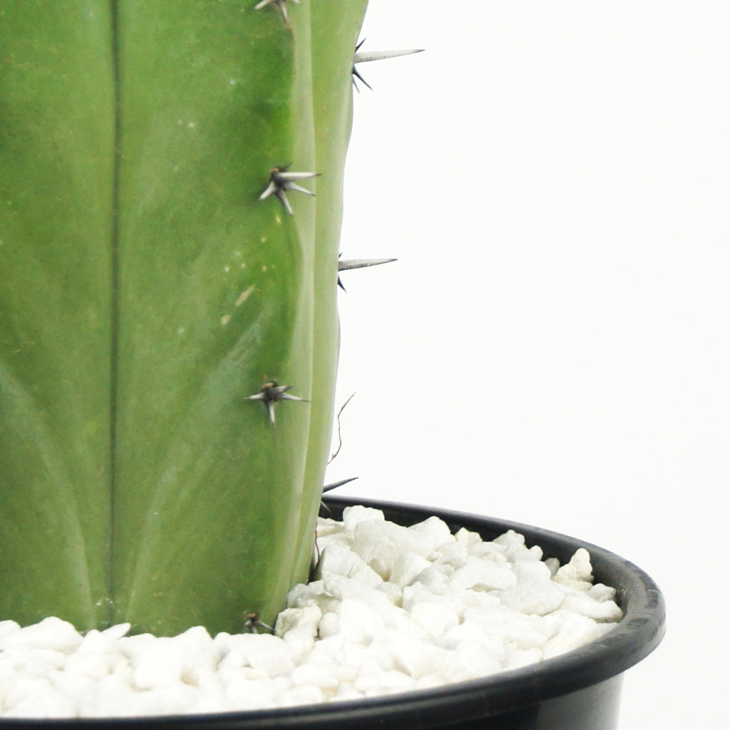 Close-up of Myrtillocactus geometrizans, focusing on the thick, central spine and short radical spines along the gray-green ribs. The plant's waxy, translucent flowers are small, about 1 inch in size, with a greenish-white hue. The spines are prominent, and the plant’s texture is smooth and succulent.