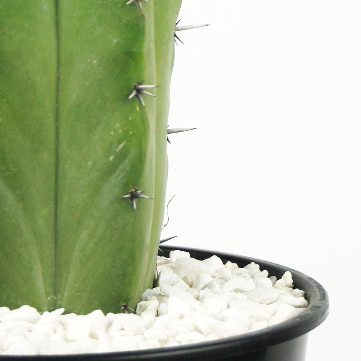 Myrtillocactus geometrizans