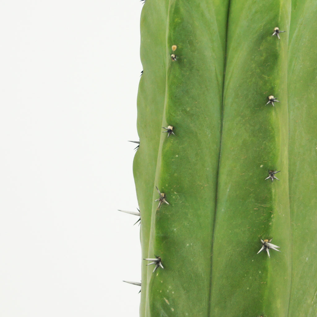 Close-up of Myrtillocactus geometrizans, focusing on the thick, central spine and short radical spines along the gray-green ribs. The plant's waxy, translucent flowers are small, about 1 inch in size, with a greenish-white hue. The spines are prominent, and the plant’s texture is smooth and succulent.