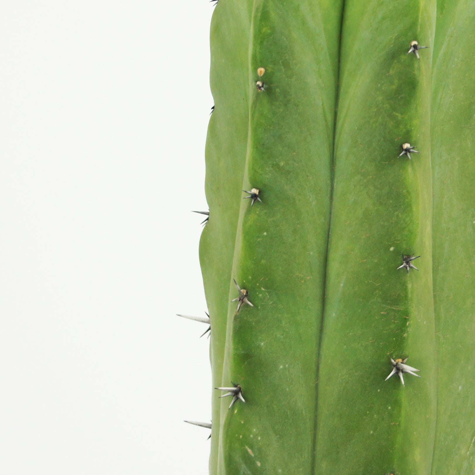 Myrtillocactus geometrizans