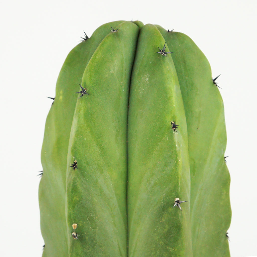 Close-up of Myrtillocactus geometrizans, focusing on the thick, central spine and short radical spines along the gray-green ribs. The plant's waxy, translucent flowers are small, about 1 inch in size, with a greenish-white hue. The spines are prominent, and the plant’s texture is smooth and succulent.