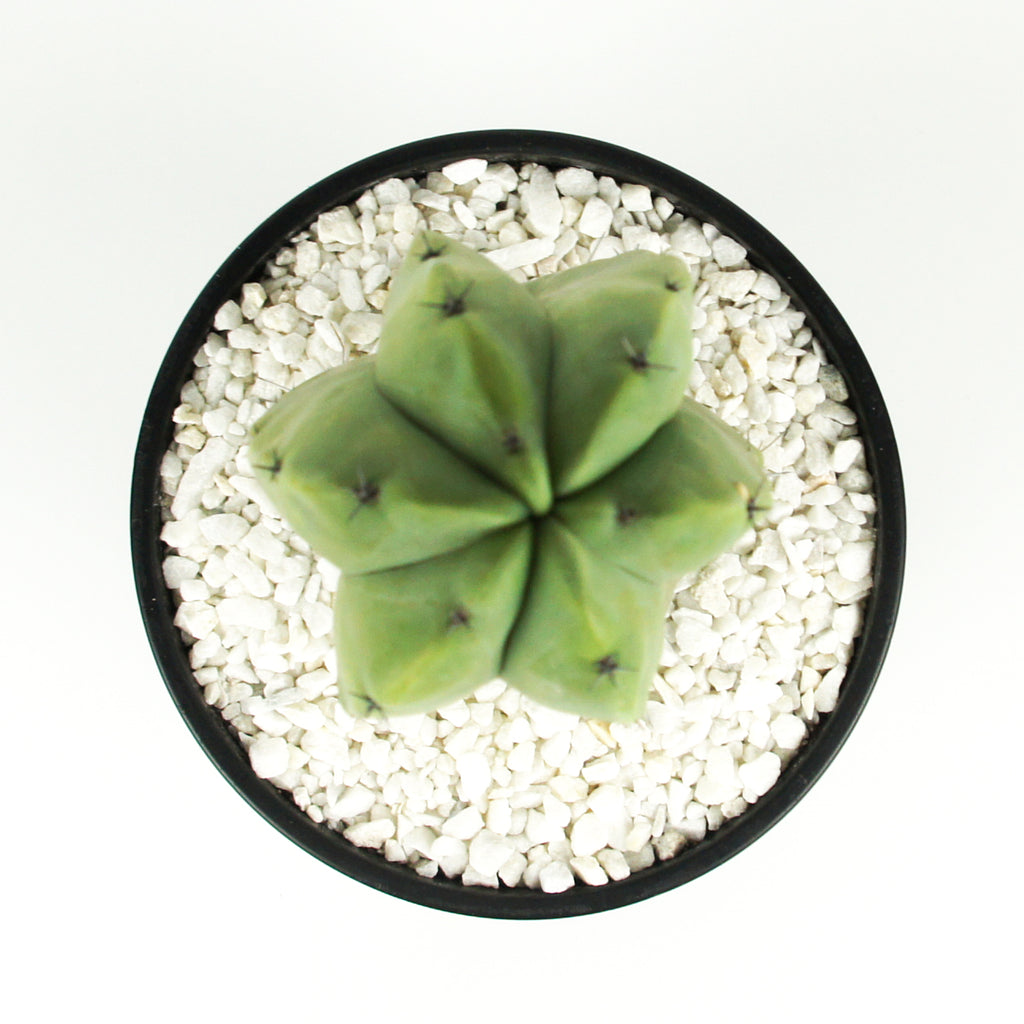 Top-down view of Myrtillocactus geometrizans, showcasing its branching structure with prominent gray-green ribs and a single central spine. The plant has a tree-like shape, growing 3-10 feet tall and 3-5 feet wide. It thrives in full to part sun and produces small, waxy, greenish-white flowers. Hardy in USDA zones 9-11.