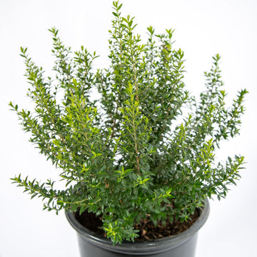 Myrtus c. 'Compacta' - Dwarf Myrtle – Happy Valley Plants