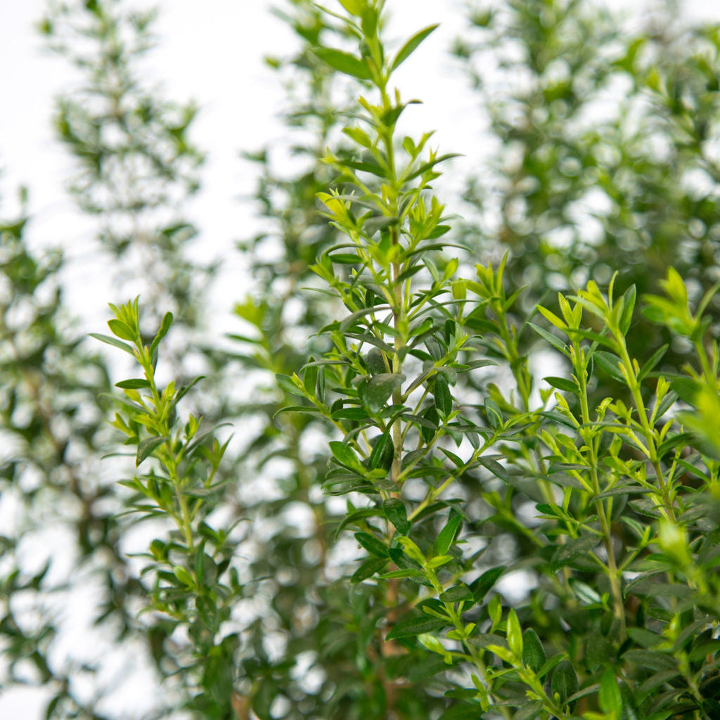Myrtus c. 'Compacta' - Dwarf Myrtle – Happy Valley Plants