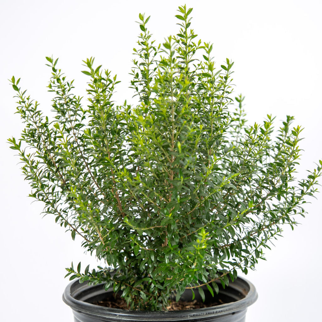 Myrtus c. 'Compacta'