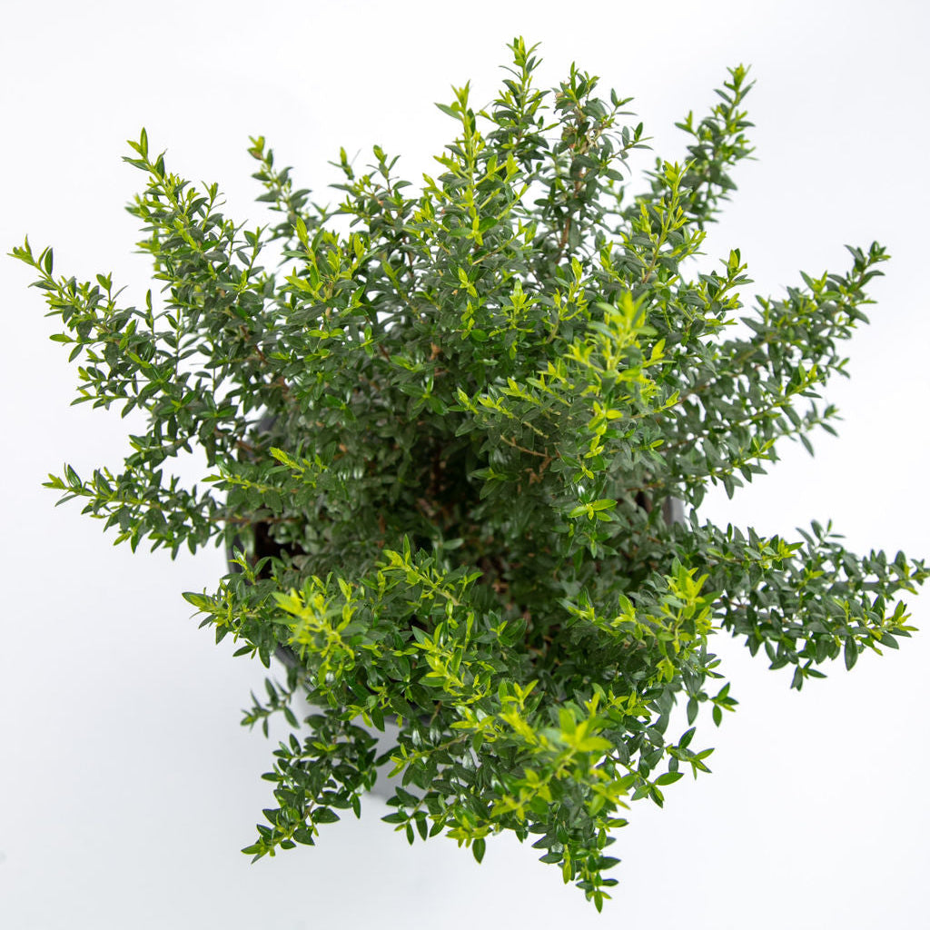 Myrtus c. 'Compacta' - Dwarf Myrtle – Happy Valley Plants