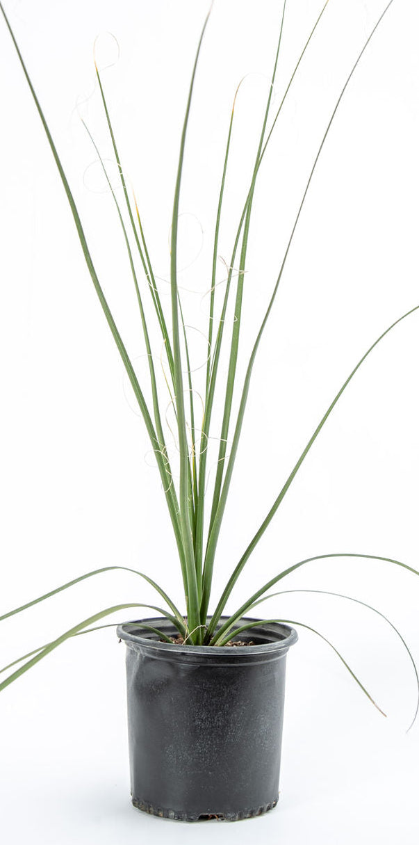 Nolina microcarpa - Bear grass, Sacahuista – Happy Valley Plants
