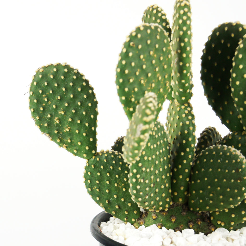 Close up of Opuntia microdasys v. albispina, focusing on the velvety green texture of the pads and the white, polka-dot glochids that cover them. The plant's smooth, rounded pads are soft to the touch but have tiny, sharp glochids. Ideal for containers, this hardy cactus blooms in the spring and produces red fruits. Grows 1-3 feet high and 2-3 feet wide, hardy in USDA zones 9-11.