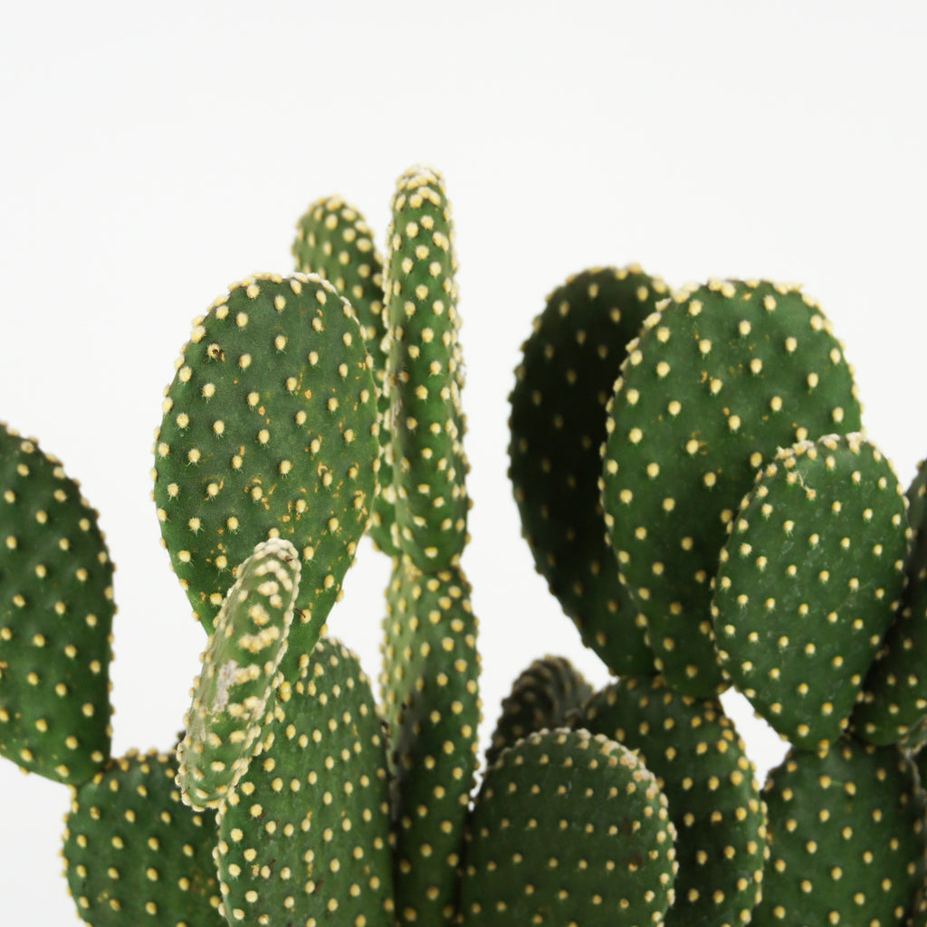 Close up of Opuntia microdasys v. albispina, focusing on the velvety green texture of the pads and the white, polka-dot glochids that cover them. The plant's smooth, rounded pads are soft to the touch but have tiny, sharp glochids. Ideal for containers, this hardy cactus blooms in the spring and produces red fruits. Grows 1-3 feet high and 2-3 feet wide, hardy in USDA zones 9-11.