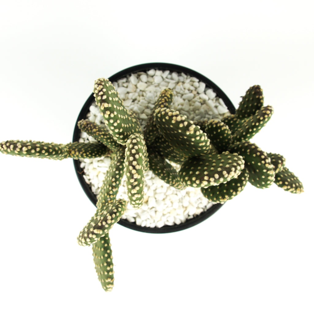 Top down view of Opuntia microdasys v. albispina, showcasing the smooth, round pads covered in white glochids. The pads form a dense cluster, with the plant's growth spreading outward. Red fruits follow the spring bloom, adding vibrant color. This prickly pear is drought tolerant and thrives in full to part sun. Grows to 1-3 feet high and 2-3 feet wide, hardy in USDA zones 9-11.