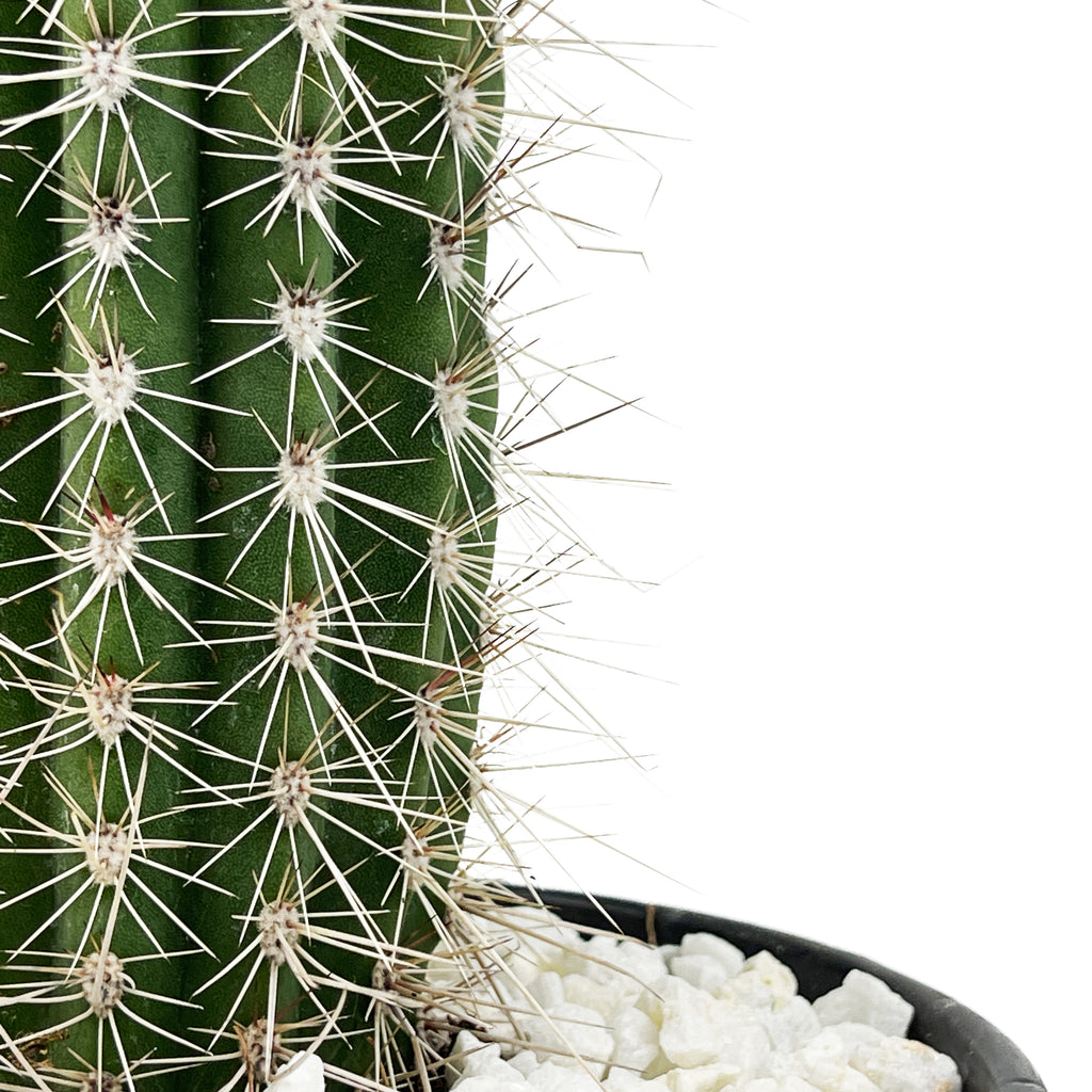 Close-up of Pachycereus pringlei (Cardon), showcasing the thick, ribbed structure of the plant with prominent silvery-colored spines on each areole. The gray-green, waxy flesh of the plant is visible, with detailed spines up to 5 inches long. The plant’s distinctive texture and form make it an iconic desert species, hardy in full sun and thriving in USDA zones 9-11.