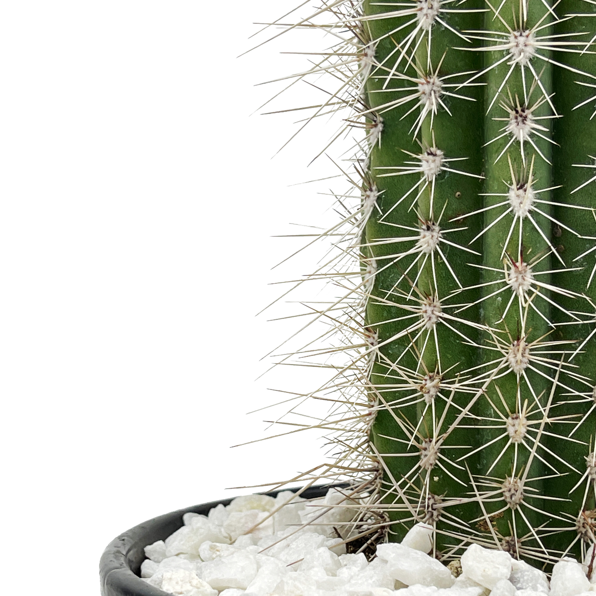 Pachycereus pringlei - Cardon – Happy Valley Plants