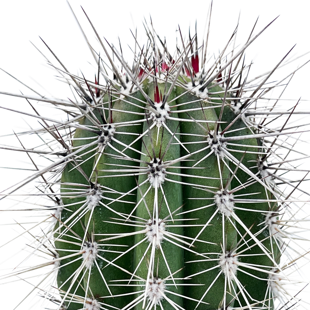 Close-up of Pachycereus pringlei (Cardon), showcasing the thick, ribbed structure of the plant with prominent silvery-colored spines on each areole. The gray-green, waxy flesh of the plant is visible, with detailed spines up to 5 inches long. The plant’s distinctive texture and form make it an iconic desert species, hardy in full sun and thriving in USDA zones 9-11.