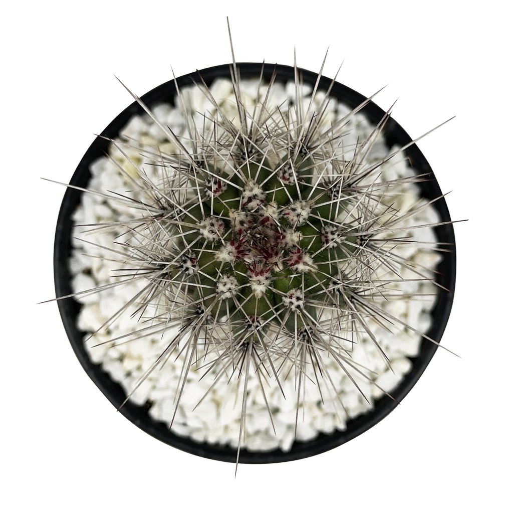 Top-down view of Pachycereus pringlei (Cardon), showing the broad, ribbed structure of the plant with silvery-colored spines along the ribs. The plant’s branches extend outward from the base, radiating in a circular pattern, with the gray-green, waxy surface visible in detail. This species grows to 20-40 feet high and 10-20 feet wide, thriving in full sun in USDA zones 9-11.