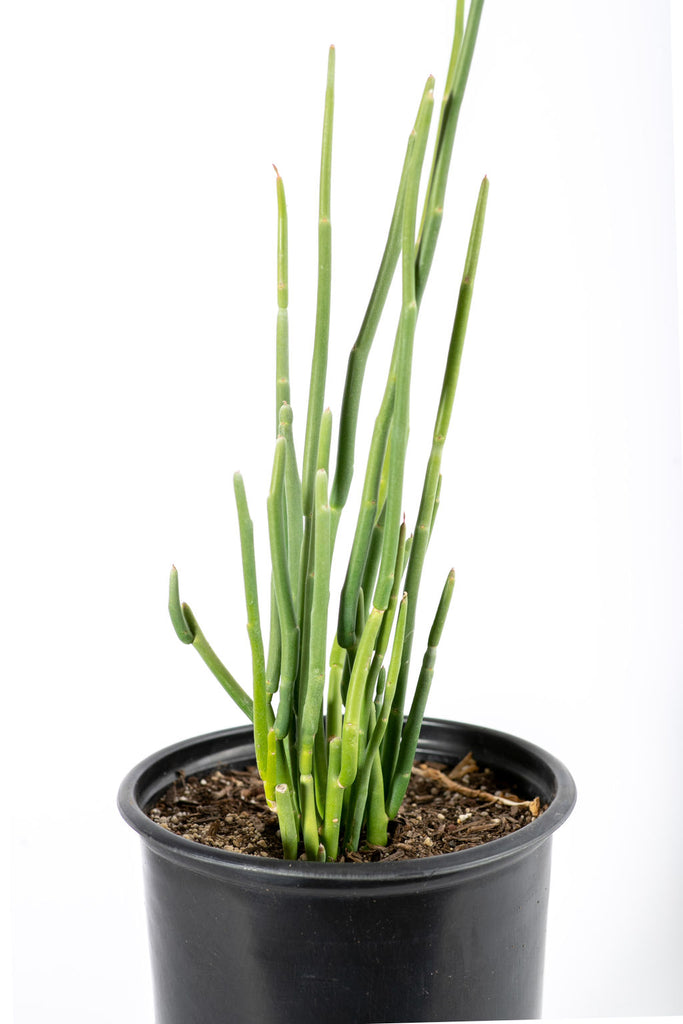 Close-up of Pedilanthus macrocarpus flowers, focusing on the distinctive slipper-like shape and vibrant red-orange coloration. The fine details of the succulent stems and flowers create an intriguing texture and visual interest.