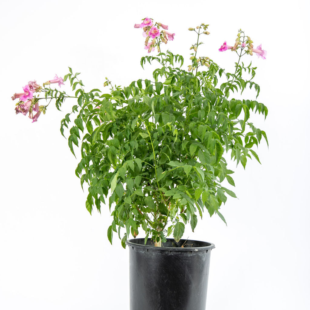 house plant vine with pink flowers Podranea ricasoliana