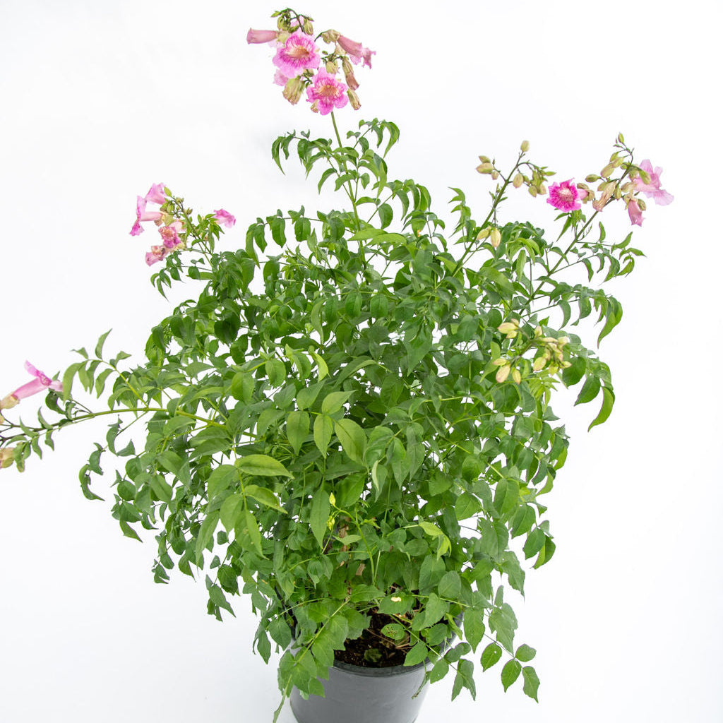 can you plant a trumpet vine in a pot Podranea ricasoliana