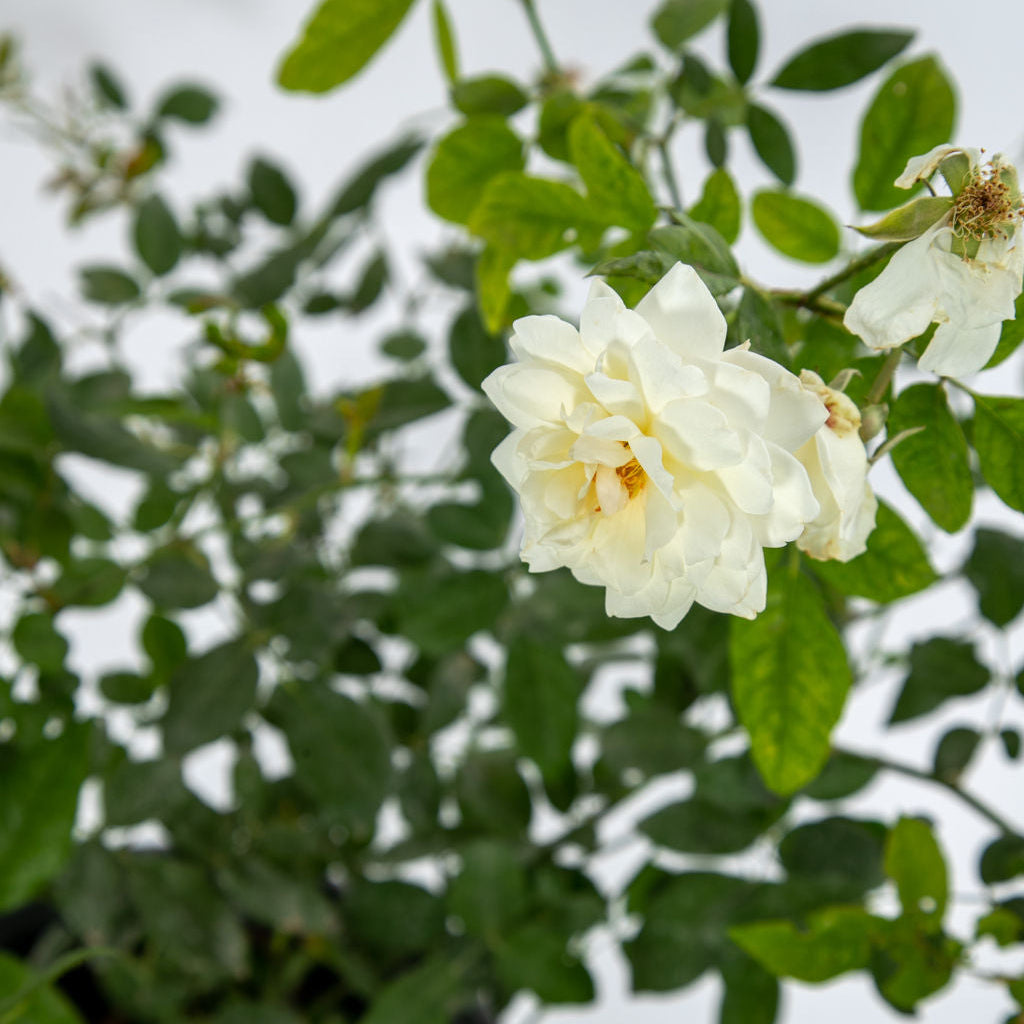 Rosa x 'Iceberg' - Iceberg Rose – Happy Valley Plants