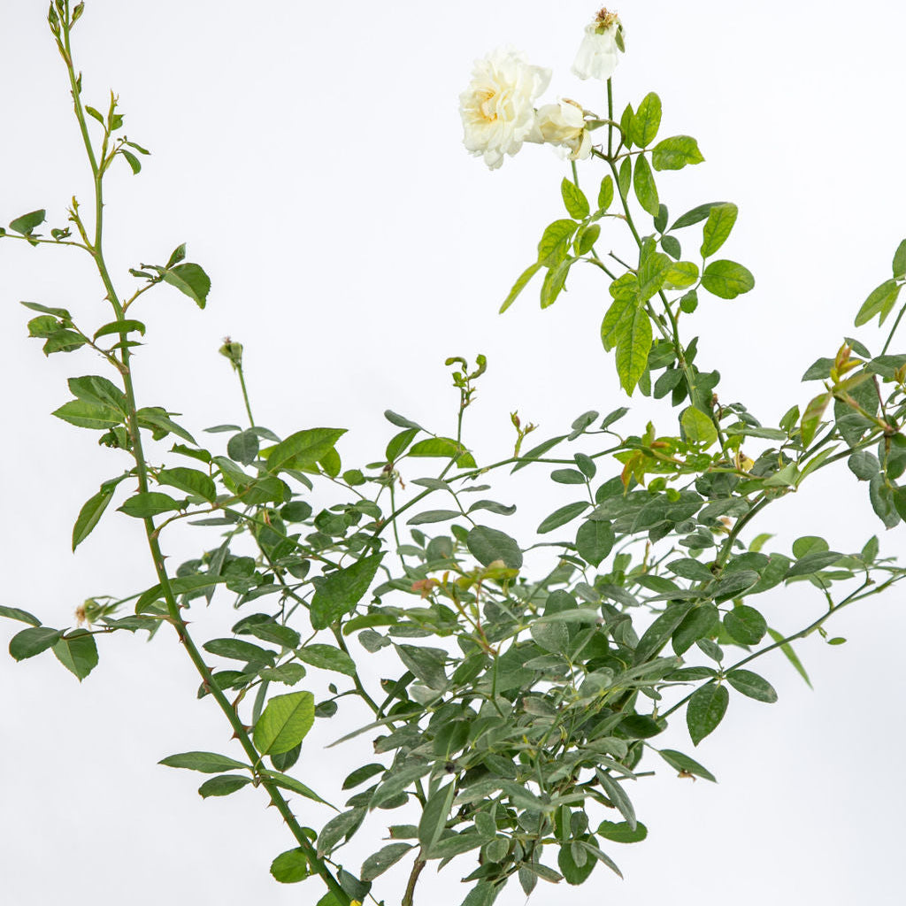 Rosa x 'Iceberg' - Iceberg Rose – Happy Valley Plants