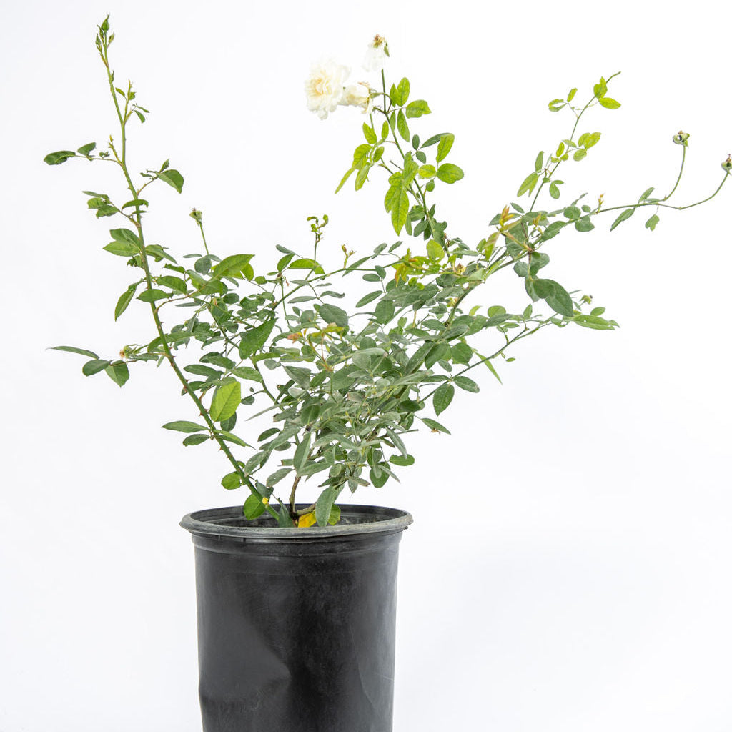 Rosa x 'Iceberg' - Iceberg Rose – Happy Valley Plants