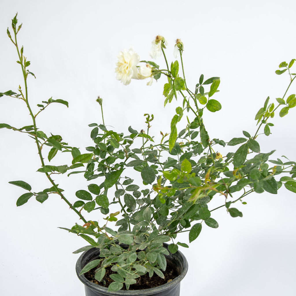 Rosa x 'Iceberg' - Iceberg Rose – Happy Valley Plants