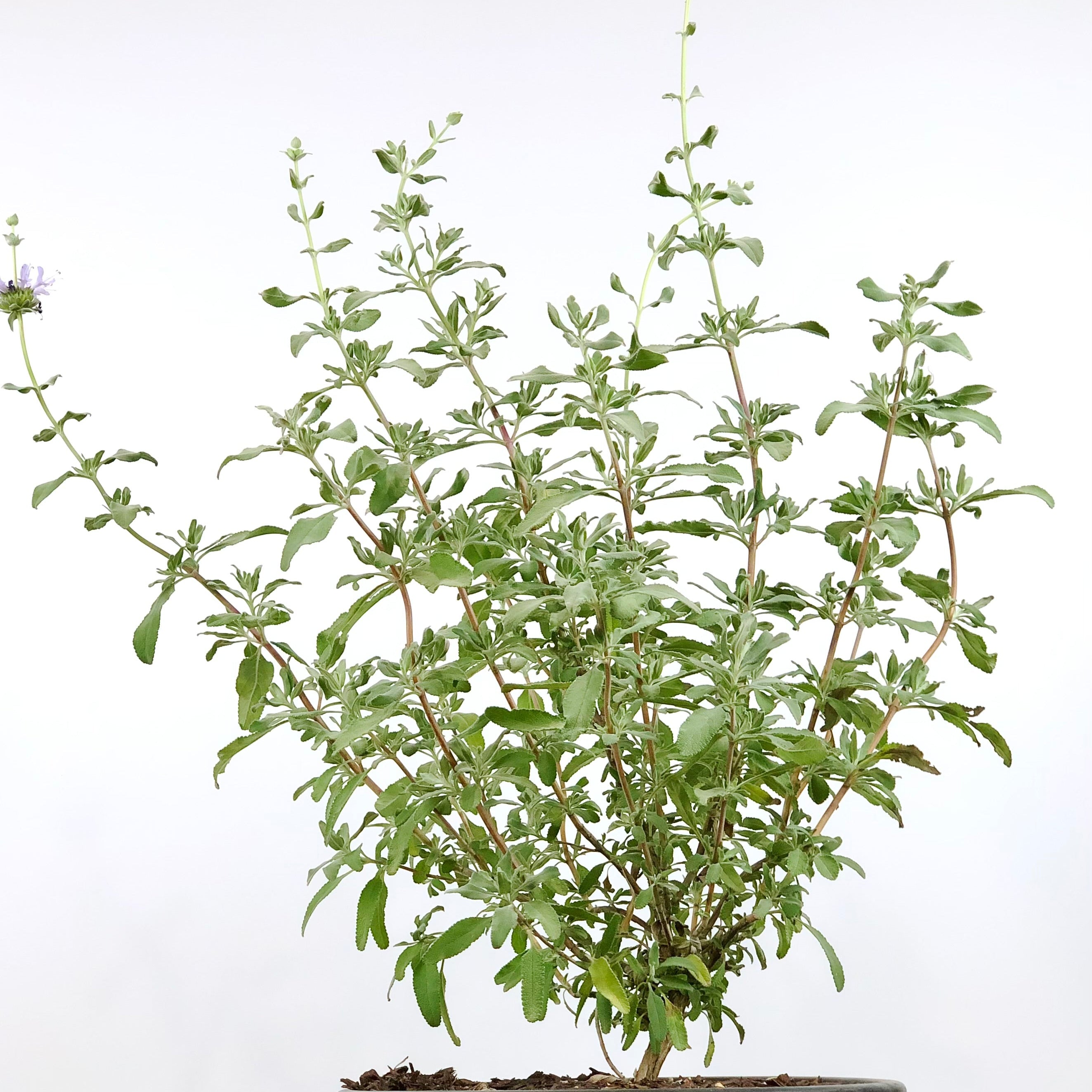 Salvia clevelandii - Cleveland Sage – Happy Valley Plants