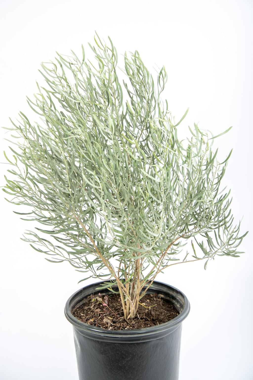 silver leaf house plant Senna artemisioides ssp. petiolaris