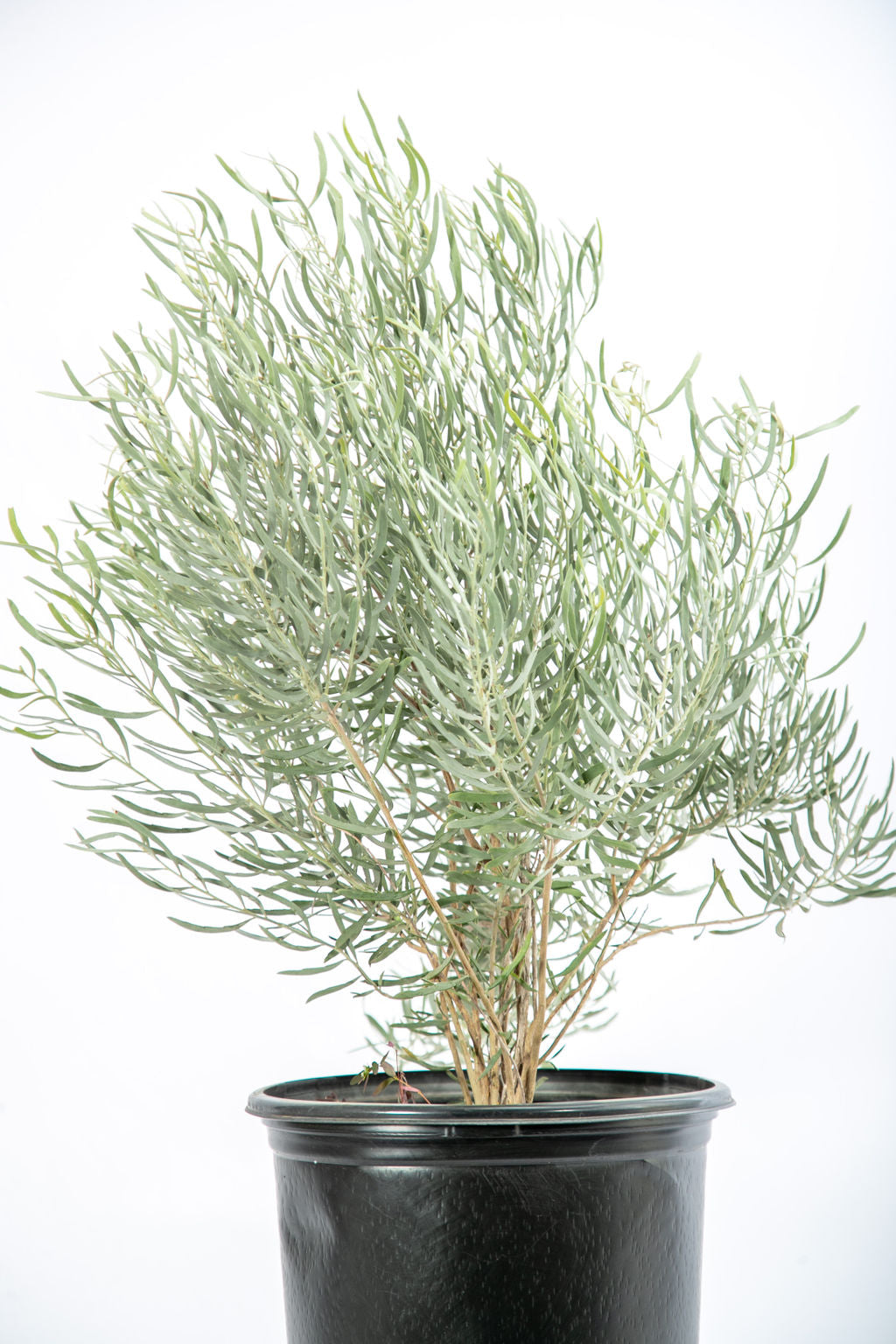 Shrub Collection – Happy Valley Plants