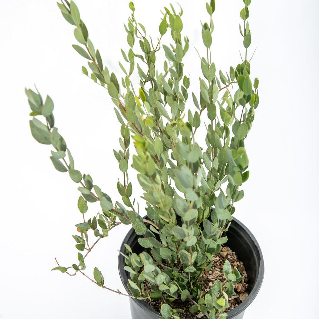 avalon plant Pachypodium Densiflorum – Avalon main image 1