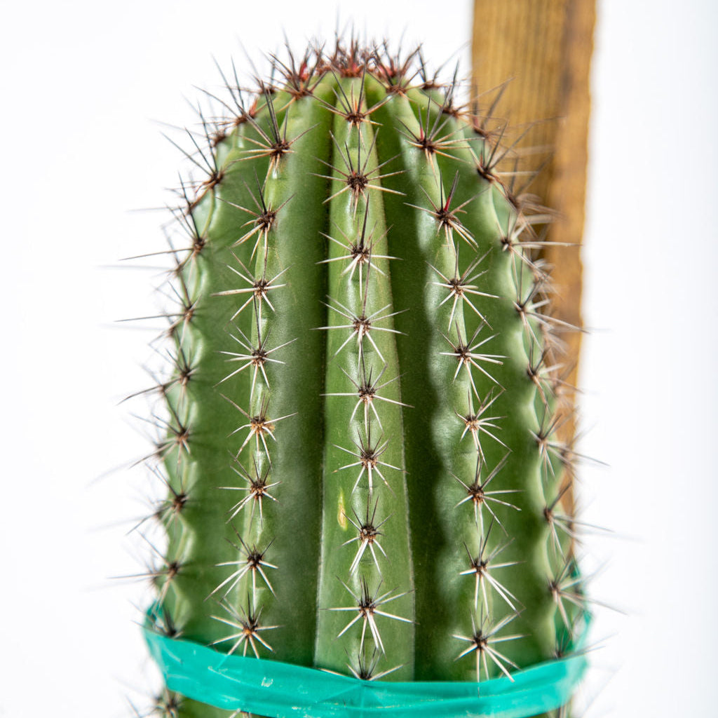 Stenocereus thurberi - Organ Pipe Cactus – Happy Valley Plants