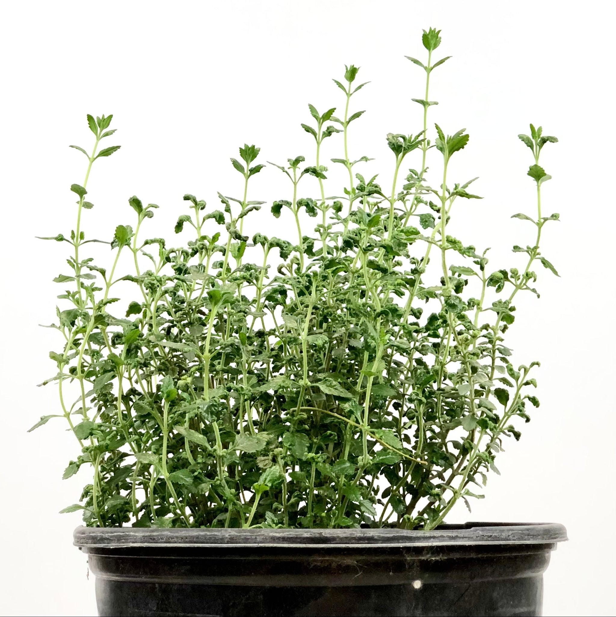 Happy Valley Plants Teucrium c. 'Prostratum' Germander