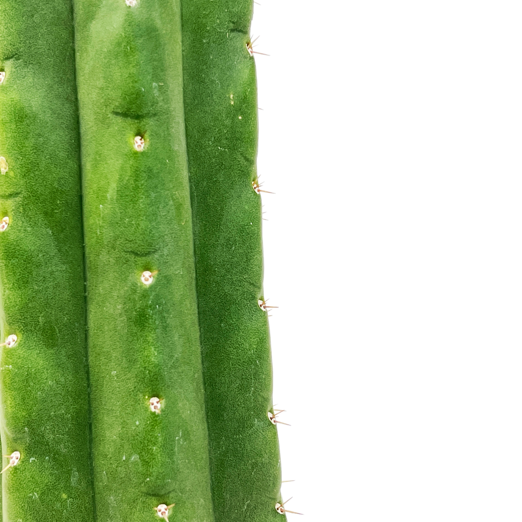 Close-up of Echinopsis pachanoi (San Pedro Cactus), featuring the thick, ribbed stem with sharp spines and a vibrant green hue. The plant has a cylindrical shape with closely spaced ribs, each adorned with small, white, needle-like spines. It grows well in full to part sun, requiring minimal water, and is hardy in USDA zones 8-11.