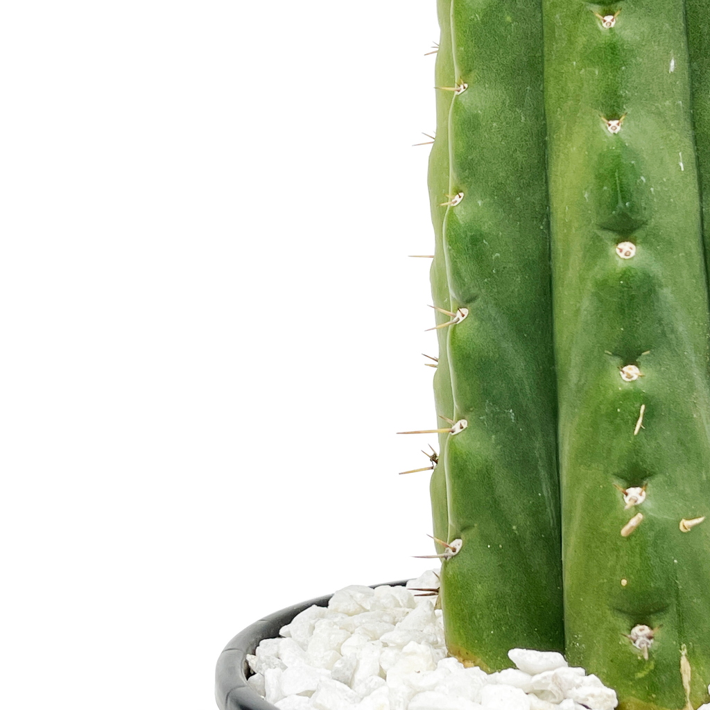 Close-up of Echinopsis pachanoi (San Pedro Cactus), featuring the thick, ribbed stem with sharp spines and a vibrant green hue. The plant has a cylindrical shape with closely spaced ribs, each adorned with small, white, needle-like spines. It grows well in full to part sun, requiring minimal water, and is hardy in USDA zones 8-11.