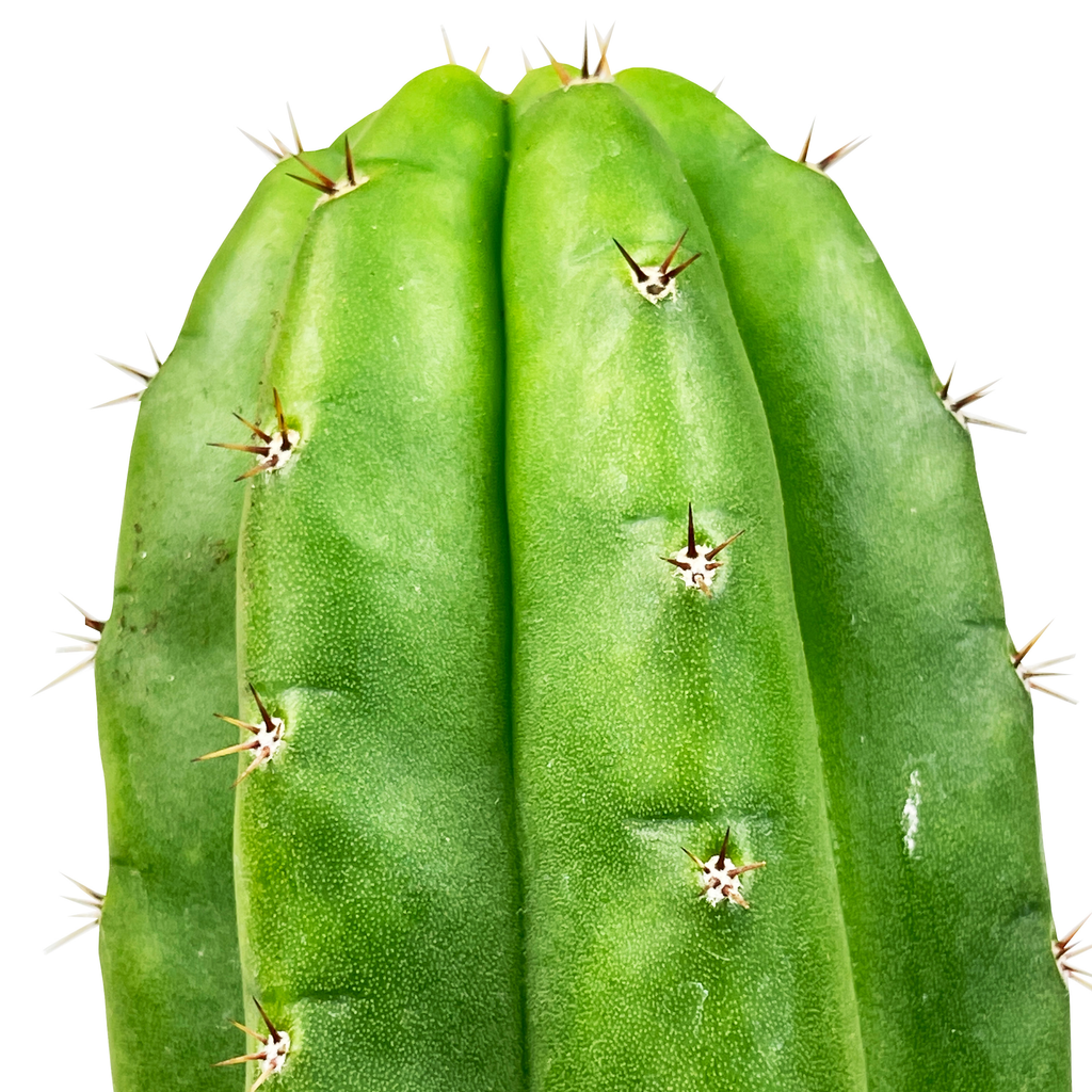 Close-up of Echinopsis pachanoi (San Pedro Cactus), featuring the thick, ribbed stem with sharp spines and a vibrant green hue. The plant has a cylindrical shape with closely spaced ribs, each adorned with small, white, needle-like spines. It grows well in full to part sun, requiring minimal water, and is hardy in USDA zones 8-11.
