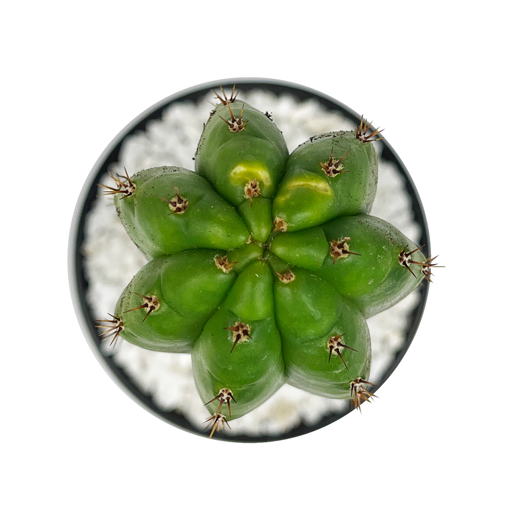 Top down view of Echinopsis pachanoi (San Pedro Cactus), showcasing the cylindrical, ribbed stems arranged in a symmetrical pattern. The cactus has a vibrant green color with prominent spines along each rib. It thrives in full to part sun, growing up to 6-15 feet tall and 3-5 feet wide, and is hardy in USDA zones 8-11.